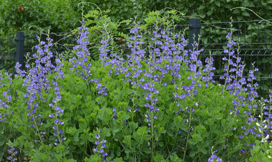 Blue false indigo